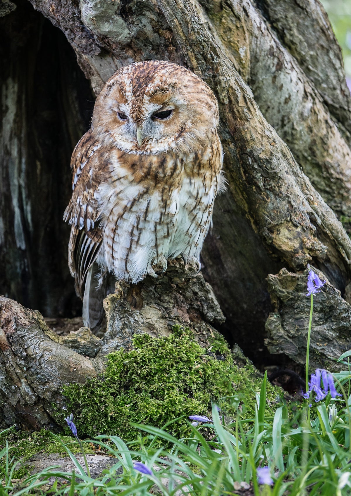 Loofbos / Habitats / Natuur | sign4nature