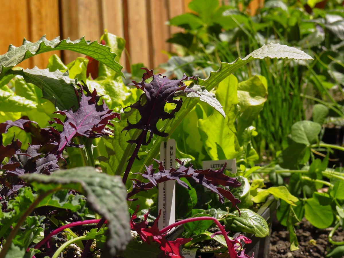 Fruit Vegetable Gardening Resources East Mountain Seed fruit-vegetable-gardening-resources-east-mountain-seed