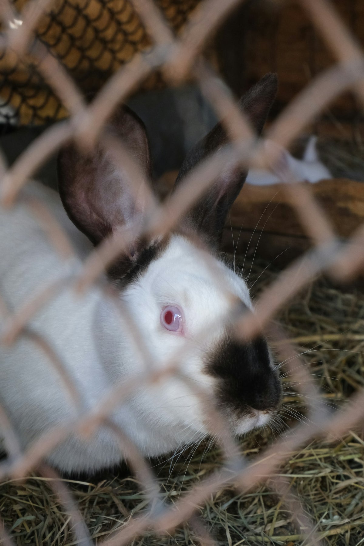 Are rabbits for you? Clement Rabbit Rescue