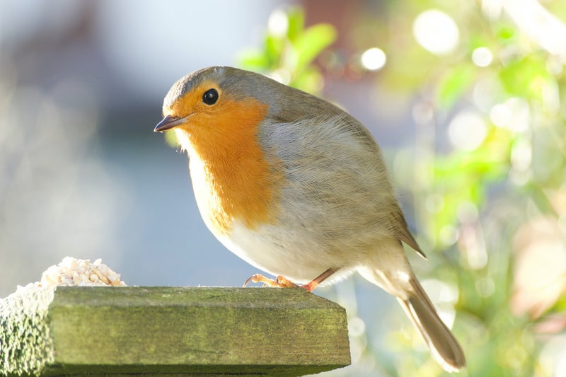Het betekenisvolle roodborstje