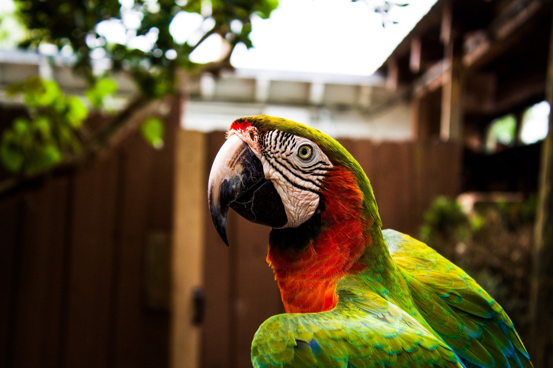 Green and red parrot close-up — experienced with all kinds of birds