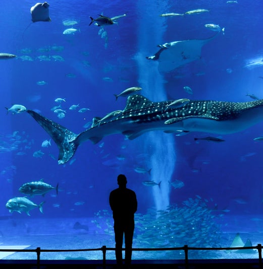 Okinawa Churaumi Aquarium: