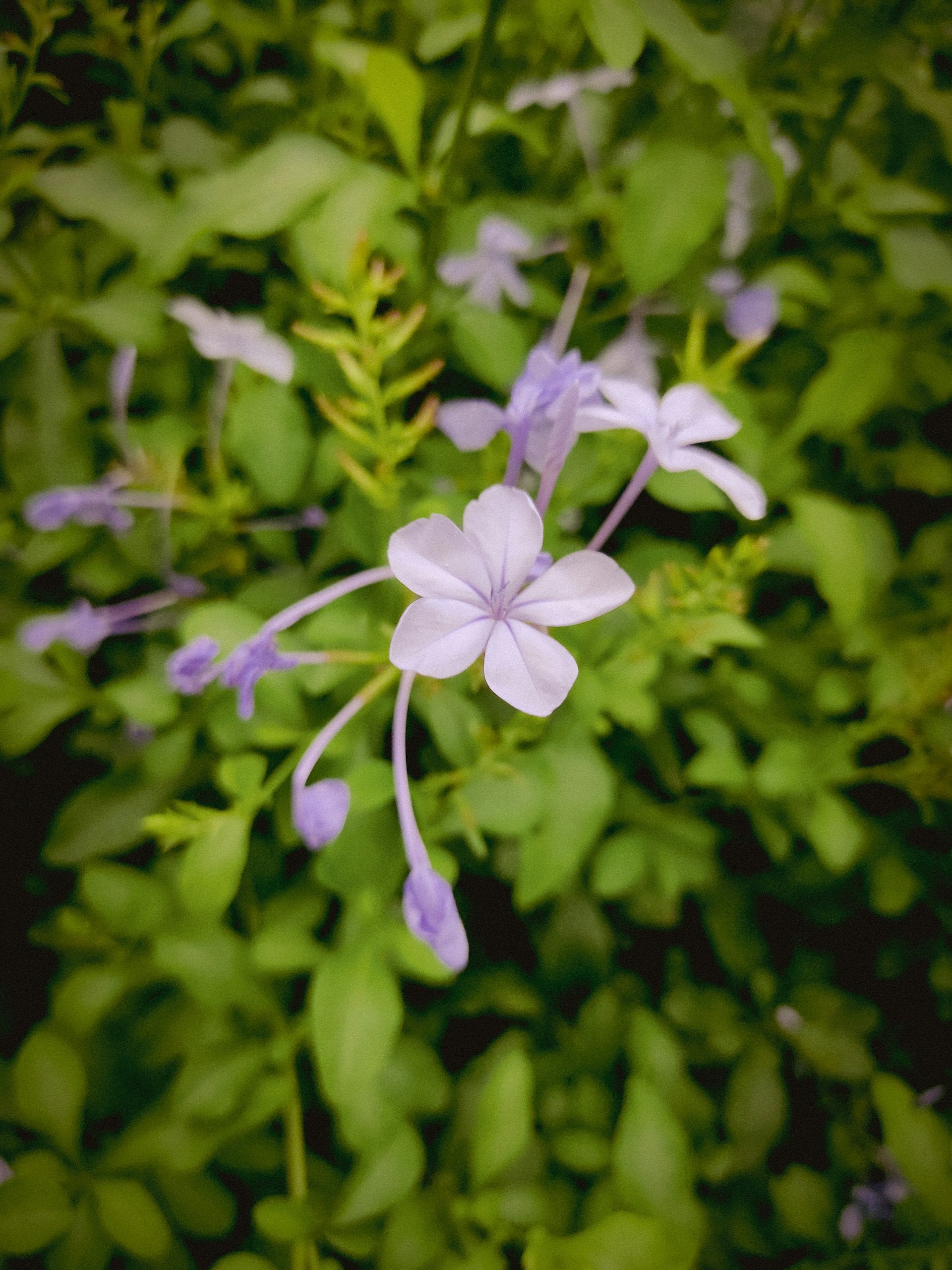 Bach bloesem Loodkruid