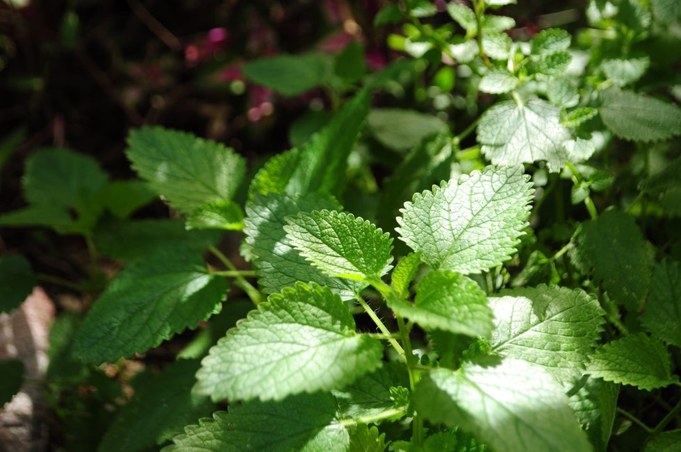 Peppermint
