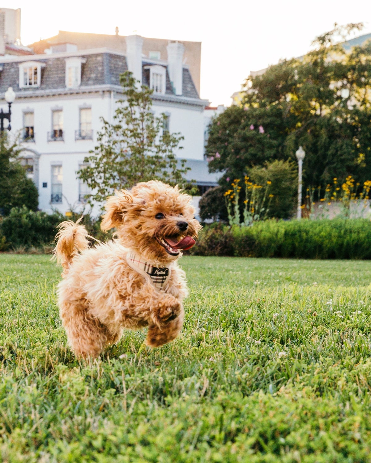 10 Best OffLeash Dog Parks in the U.S