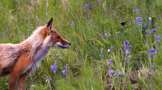 Rotfuchs im Frühjahr im Haarwechsel