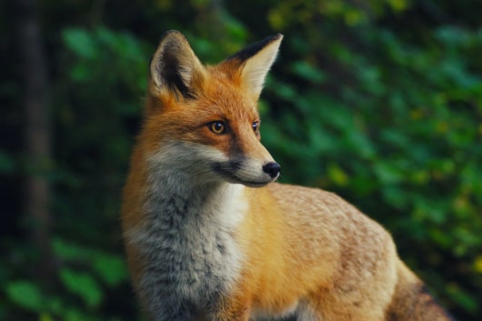 Rotfuchs, im Sommerfell im Hintergrund ein Wald
