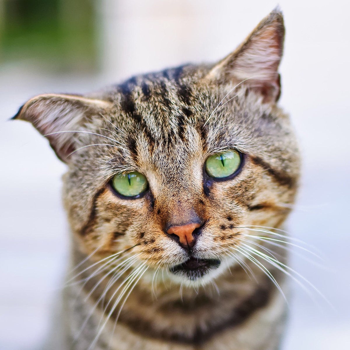Heeft jouw kat jeuk of kale plekken? Lees er alles over in ons blogbericht