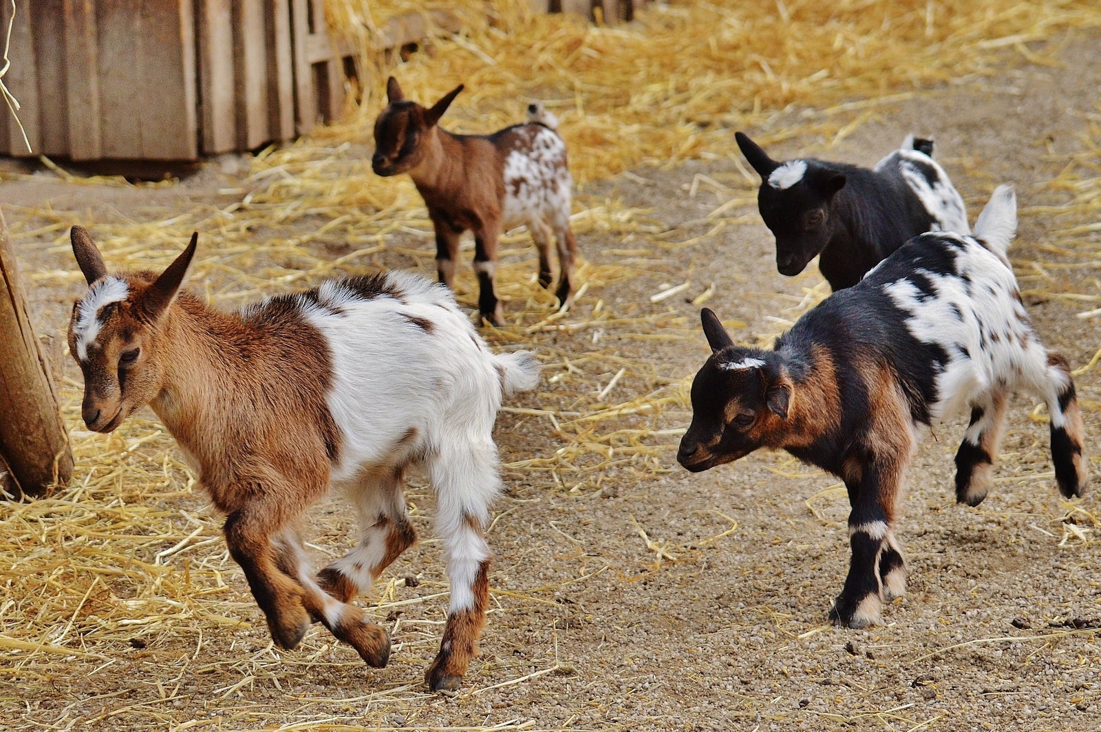 Cox Family Farm photo 15