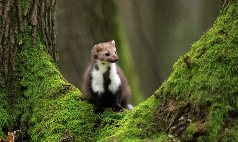 ecologische quickscan