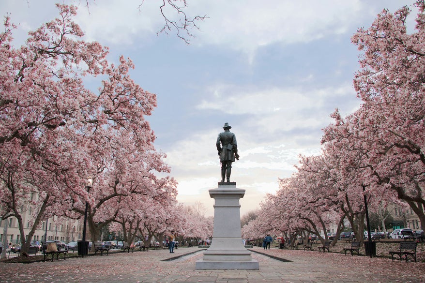 Cherry Blossoms