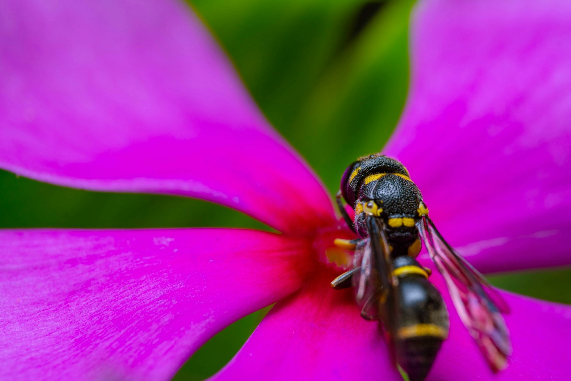 Wespen- und Hornissenbekämpfung im Garten durch Schädlingsprof