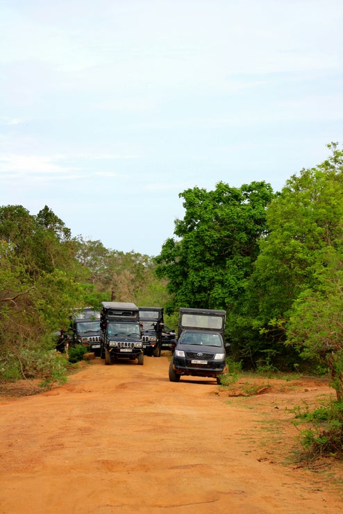 Safari in Yala