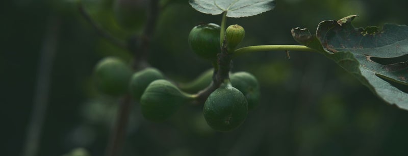 vijgenboom onderhouden