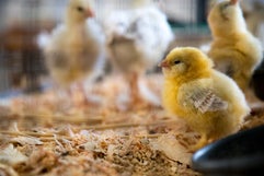 heathy chicks