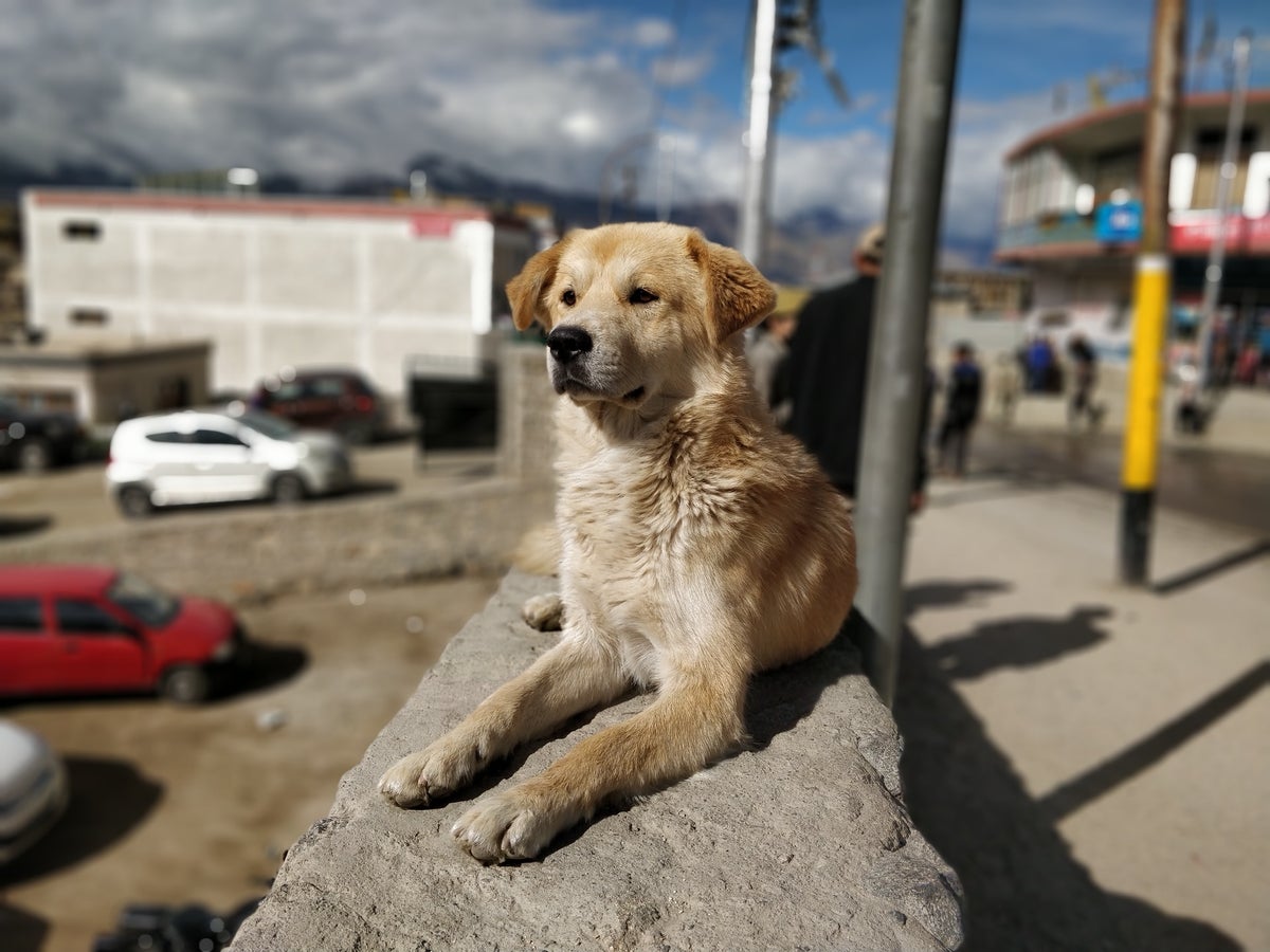 SOS Helping Dogs