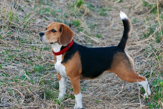 Der Beagle als Jagdhund