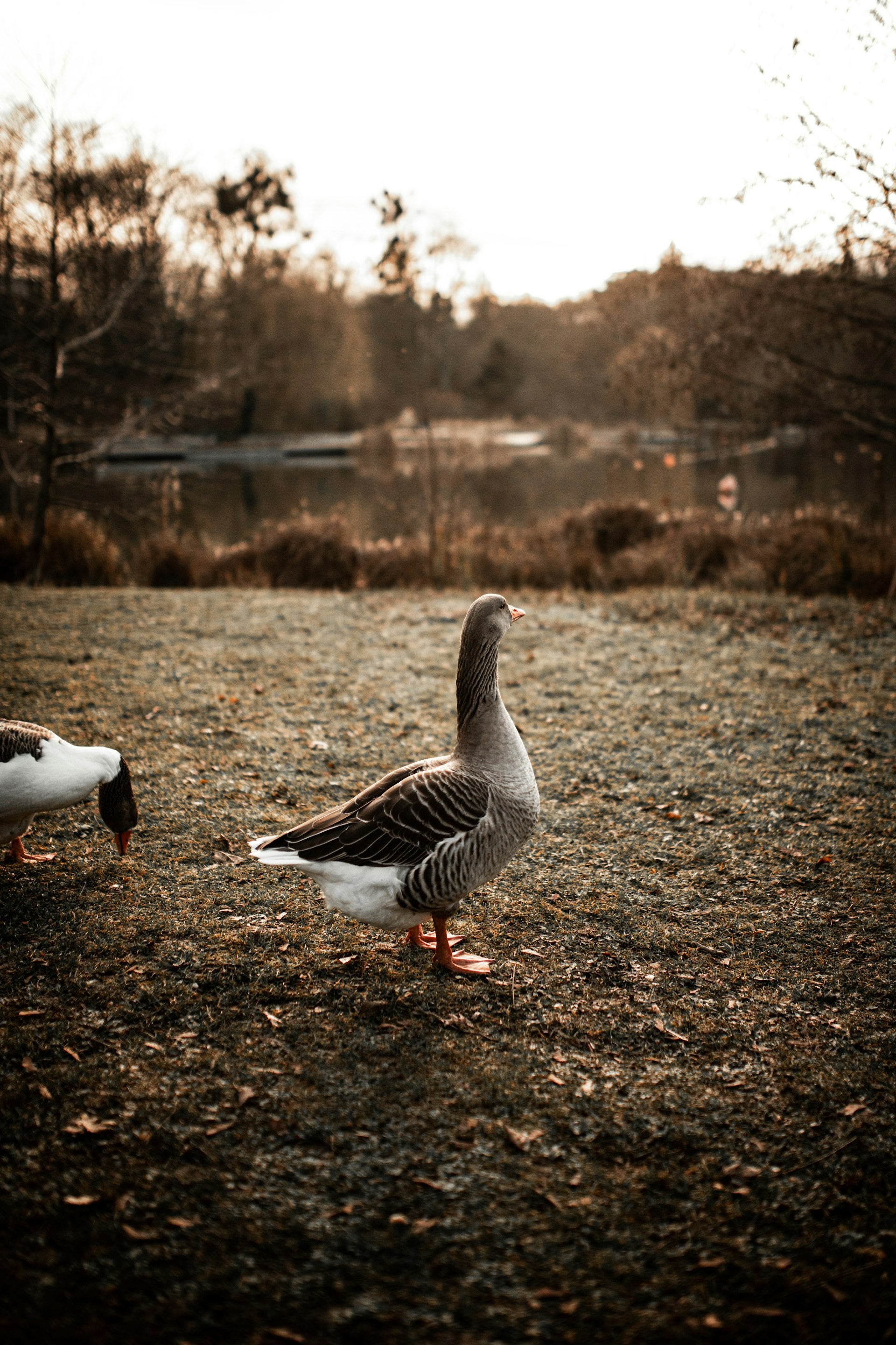 Gänsebraten Teltow, Weinachtsgans, Gans zu Weinachten, Gans, Weinachtsessen, Weinachten, Martinsgansessen
