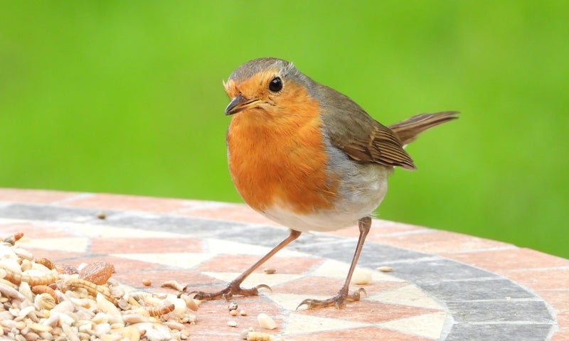 Het betekenisvolle roodborstje