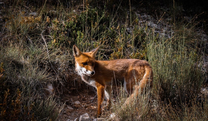 sur les traces des animaux de nos forêts