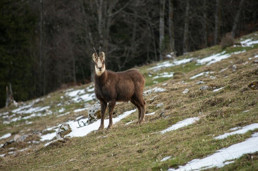 Gams auf der Wiese im dunklen Haarkleid ende Winter