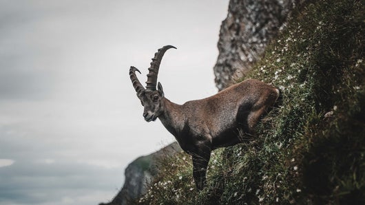 Alpensteinbock mit Blick ins Tal in luftiger Höhe