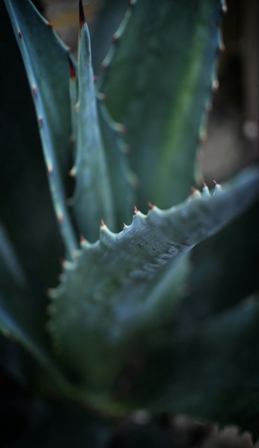 aloe salute e benessere