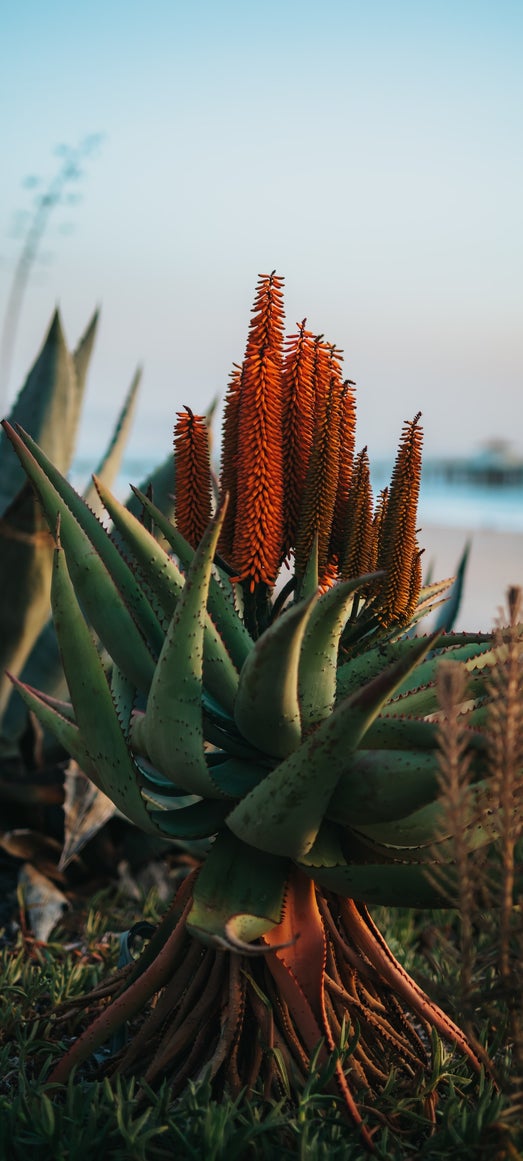 aloe benefici e caratteristiche