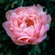 A pink rose for Rhona, Chairperson of the Friends of Hartwood Paupers Cemetery