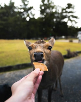 Nara Park