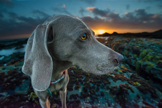 Im Sonnenuntergang der Weimaraner von vorne