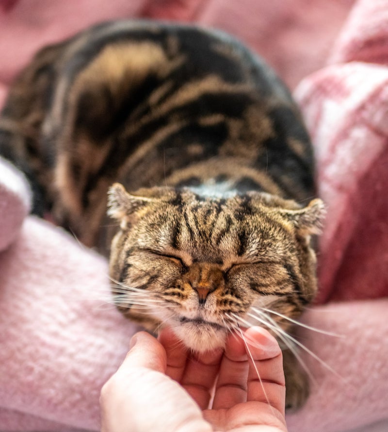balades canines promenades canines dog sitting pet sitting cat sitting visite à domicile conflans sainte honorine
