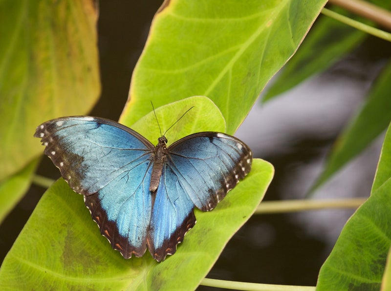 Trauerbegleitung Claudia Paschke