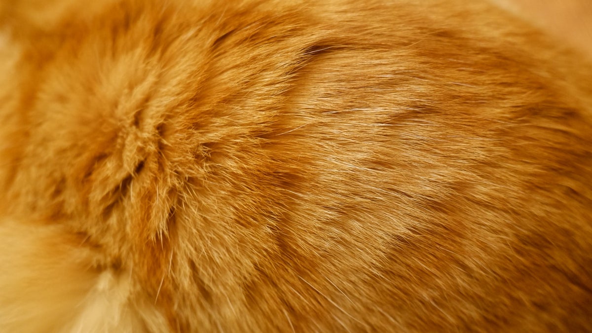 Heeft jouw kat jeuk of kale plekken? Lees er alles over in ons blogbericht