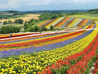 Furano and Biei