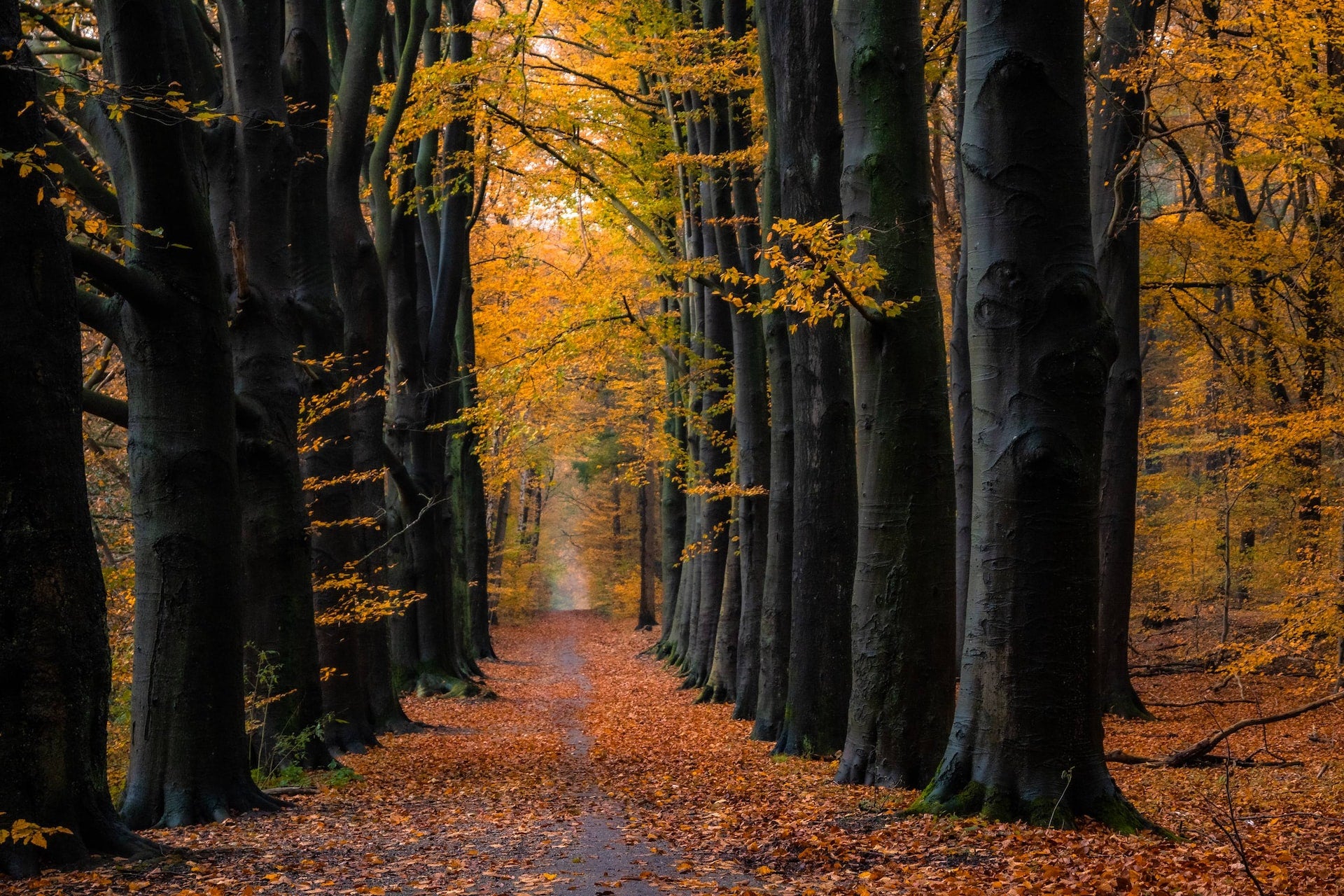 Een wandelpad omringd door bomen met herfstkleurige bladeren, waardoor een rustige en sfeervolle omgeving ontstaat