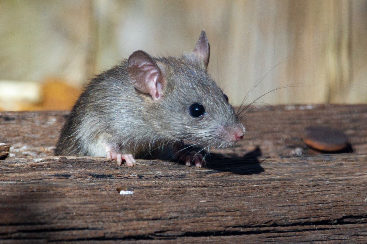 De tamme rat