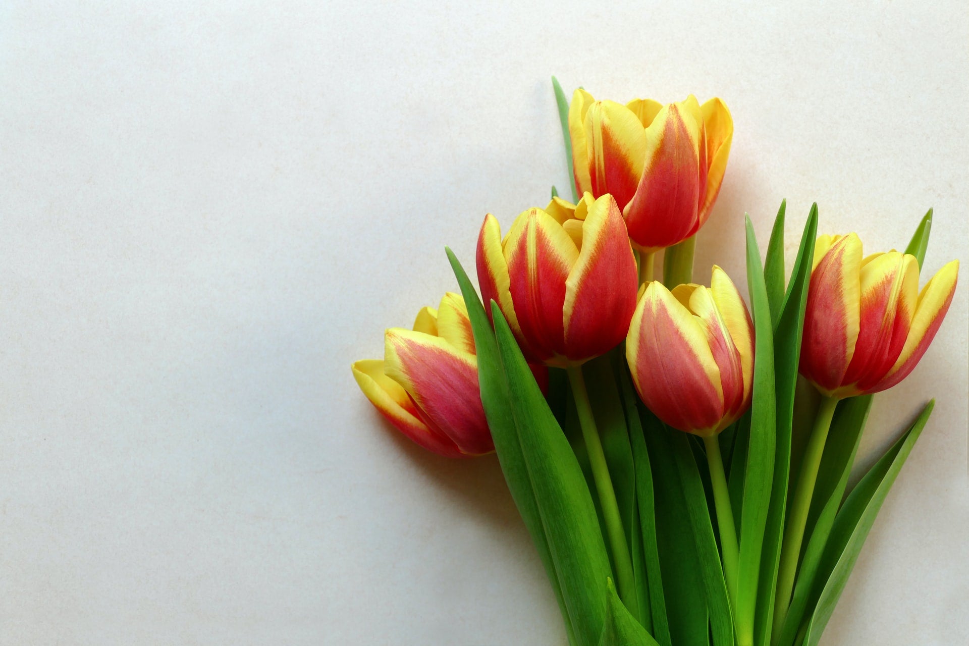 A bunch of red and yellow tulips