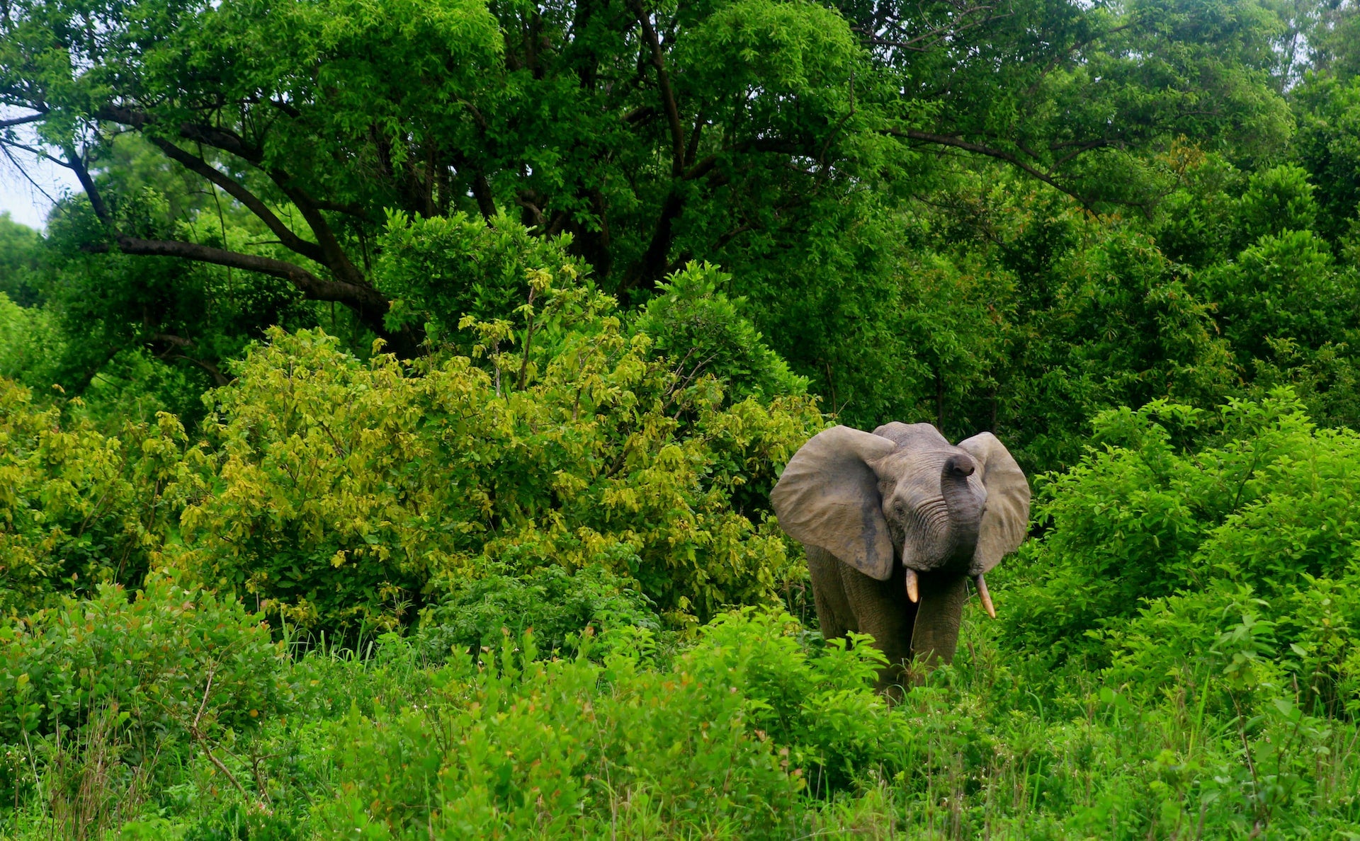 SAFARI GHANA - TOUR
