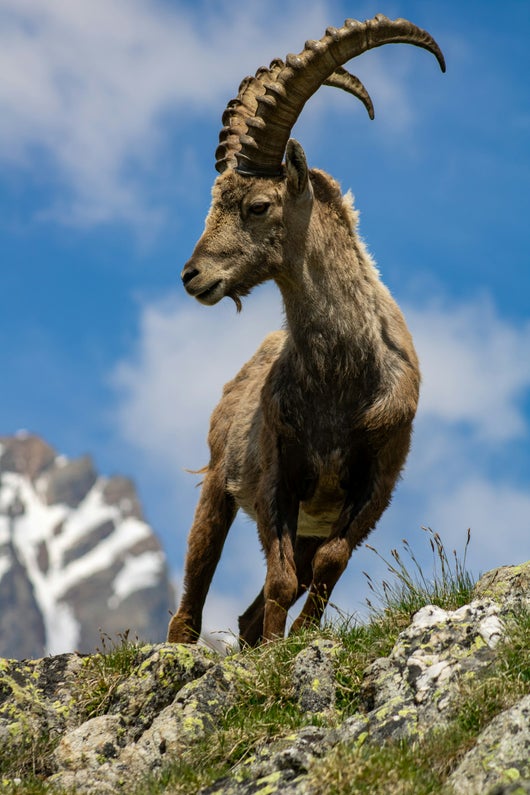 Steinwild hier Bock im Nationalpark