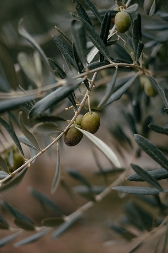 Olive Leaf Herb. At Tree of Life Midwife we use herbs, homeopathics, essential oils and other healing modalities! We want to help our families feel the best they can to reach their potential. We offer midwifery care, home birth, water birth and help our m