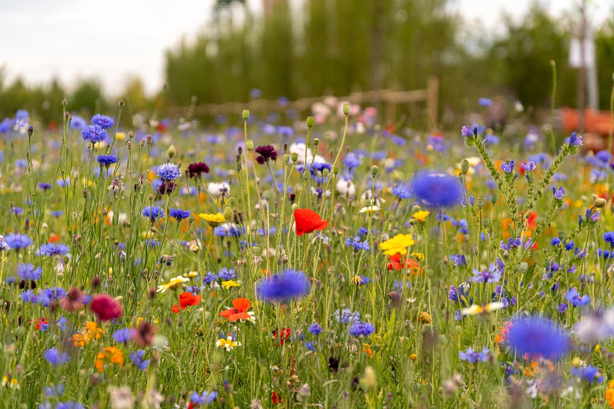 Seeds - Meadow Mixes