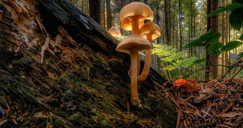 réseau et interrelations du monde naturel