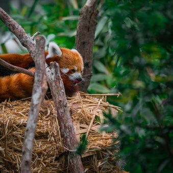 Singapore Zoo