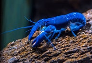 aquariumstenen