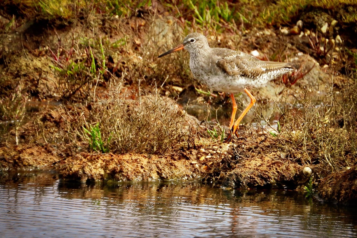 Weidevogels / Vogels / Natuur | sign4nature