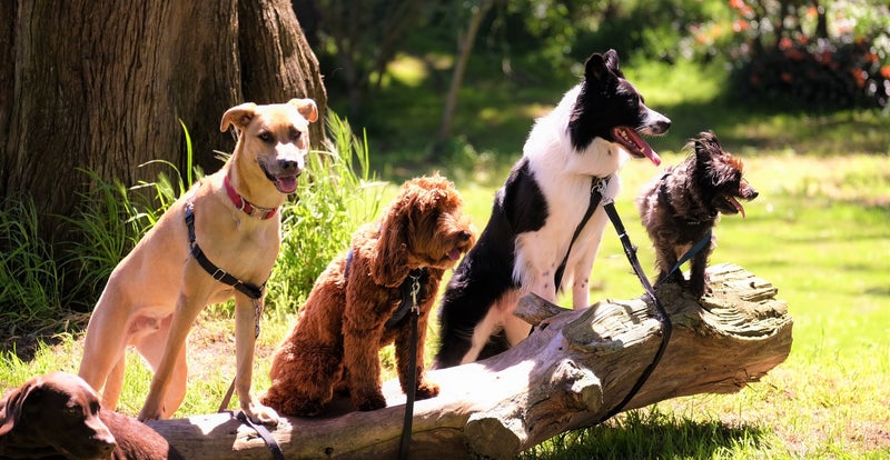 Cychiens Classe chiots - Cours collectif / Chiens | Connexion Chien & Co