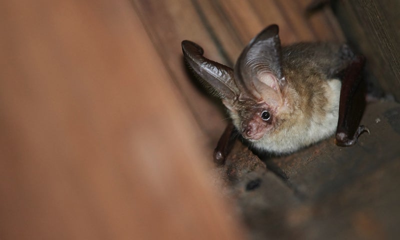 vleermuisonderzoek quickscan