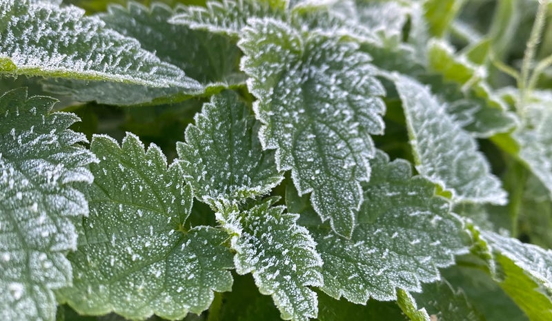 Les orties, ça pique mais c'est pas méchants