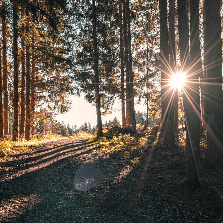 Foto Pascal Debrunner ochtendlicht bos missnienox poëzie